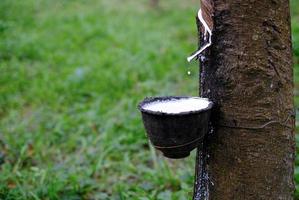 färsk mjölkig latex strömmar in i en plastskål från paragummiträd foto