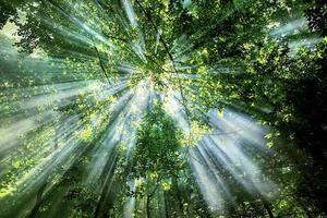 solen strålar genom träden i skogen foto