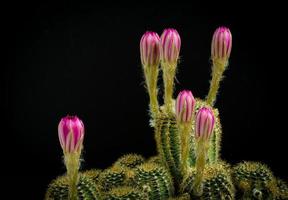 mörkrosa eller ljusröda många blommor av en kaktus eller kaktus. kaktusklump i en liten kruka. växthus för att odla växter i hus. fotografering i studion svart bakgrund. foto