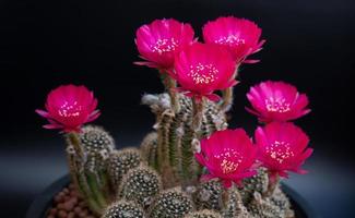 mörkrosa eller ljusröda blommor av en kaktus eller kaktus. kaktusklump i en liten kruka. växthus för att odla växter i hus. fotografering i studion svart bakgrund. foto