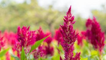 den mörkrosa blomman kallas tuppkam eller kedjeullblomma. Det vetenskapliga namnet är celosia argentea linn. foto