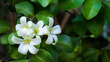 murraya paniculata eller namnet orang jessamine, porslin buxträd, andaman satinwood, kinesisk buxbom buske. foto