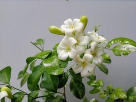 murraya paniculata eller namnet orang jessamine, porslin buxträd, andaman satinwood, kinesisk buxbom buske. foto