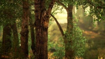 mörk drömsk skog med dimma foto