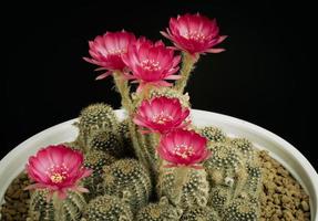mörkrosa eller ljusröda många blommor av en kaktus eller kaktus. kaktusklump i en liten kruka. växthus för att odla växter i hus. fotografering i studion svart bakgrund. foto