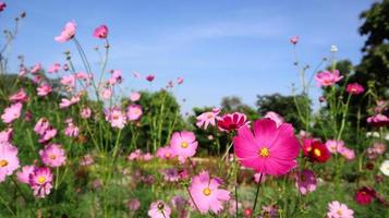 sommarfält med rosa prästkragar som växer på blomäng. foto