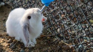 härlig vit fluffig och mjuk hare holland lop bunny kanin dricksvatten. foto