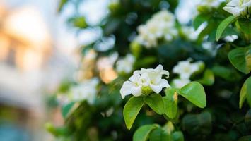 murraya paniculata eller namnet orang jessamine, porslin buxträd, andaman satinwood, kinesisk buxbom buske. foto