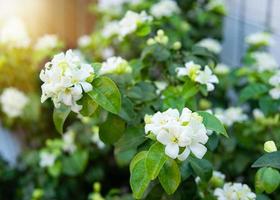 murraya paniculata eller namnet orang jessamine, porslin buxträd, andaman satinwood, kinesisk buxbom buske. foto