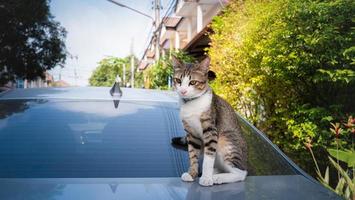 katten satt på taket av bilen. och stirrade på kameran, bilen parkerade vid vägkanten och det satt en katt på taket. foto