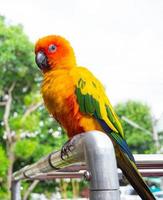 papegojor, solkorn, gult och grönt. papegojor föds upp oberoende. kan flyga efter behov. söt fågel eller husdjur som är naturligt uppfödda utan bur eller kedjade, kan flyga fritt. foto