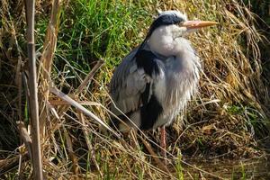 grey heron.ardea cinerea lagan floden belfast nordirland uk foto