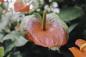 anthurium blommor. tropisk bakgrund foto