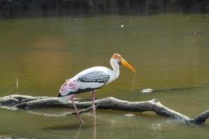 gulnäbbad stork söker föda i en naturlig damm. målad stork foto