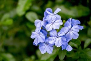 blå flox blommar i en blomsterträdgård mot en suddig bakgrund av gröna löv. foto