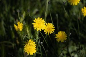 hösten hökbita blommar i östra grinstead foto