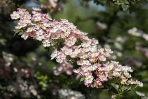 hagtorns trädblomning spricker till liv i det varma vårsolskenet foto