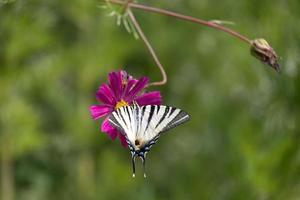 swallowtail fjäril livnär sig på en kosmos blomma på bergamo i Italien foto