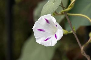 vanlig morning glory som växer vilt i Italien foto