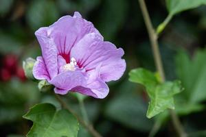 rosa hibiskus som blommar i östra grinstead foto