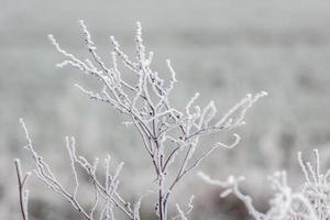 dött ogräs täckt med rimfrost en kall vinterdag i east grinstead foto