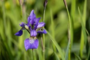 irisblomma som blommar på våren i en engelsk trädgård foto
