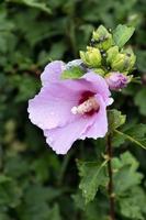 hibiskusbuske som växer och blommar vid Iseosjön i Italien foto