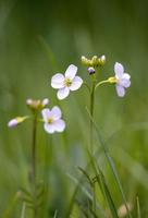 närbild av några gökblommor som blommar på våren foto