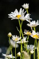 vilda oxöga prästkragar som blommar i vårsolen foto