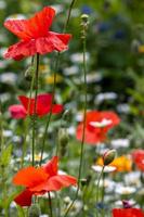 vallmo som blommar i en remsa av vilda blommor i östra grinstead foto