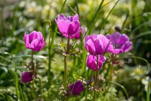 magenta anemon blommar i en trädgård på våren foto