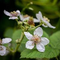 blackberry briar blommar på sommaren foto