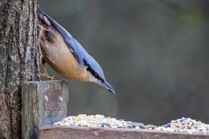 nötväcka söker frö från ett fågelbord i trä foto