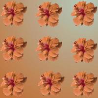 uppsättning av hibiskus rosa-sinensis blommande blomma foto