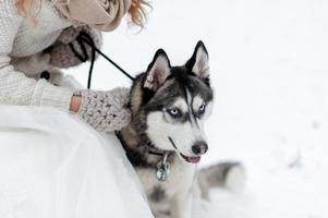 söt brud med krans leker med siberian husky på bakgrund av vit snö. vinterbröllop. foto