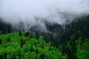 vacker grön skog och dimma foto