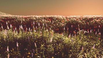 fält med blommor under sommarsolnedgången foto
