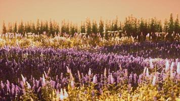 blommande lavendelfält under sommarsolnedgångens färger foto