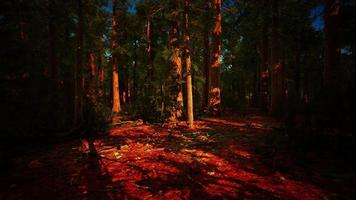 skalan av de gigantiska sequoiaerna i nationalparken Sequoia foto