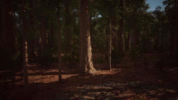 skalan av de gigantiska sequoiaerna i nationalparken Sequoia foto