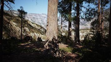 skalan av de gigantiska sequoiaerna i nationalparken Sequoia foto