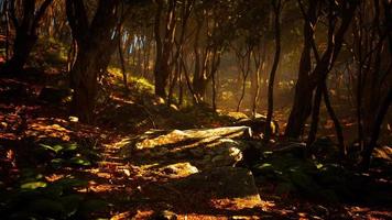 dimmig morgon i skogen med ljusstrålar i skogen foto