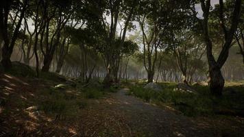 förtrollad skog i magiskt ljus foto