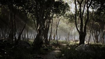 förtrollad skog i magiskt ljus foto