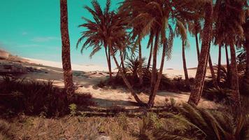 palmer i Saharaöknen foto