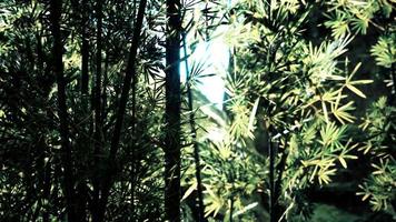 bambu grön skog i djup dimma foto