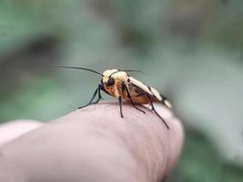 makroinsekter, sniglar på blommor, fingersvampar, orkidéer, löv, med en naturlig bakgrund foto