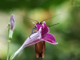 makroinsekter, sniglar på blommor, fingersvampar, orkidéer, löv, med en naturlig bakgrund foto