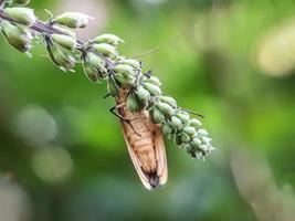 makroinsekter, sniglar på blommor, fingersvampar, orkidéer, löv, med en naturlig bakgrund foto