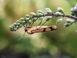 makroinsekter, sniglar på blommor, fingersvampar, orkidéer, löv, med en naturlig bakgrund foto